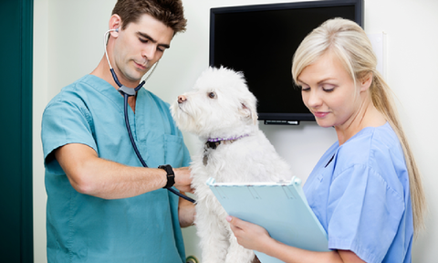 Case Study: American College of Veterinary Internal Medicine